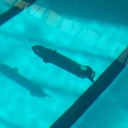 Pour les spécialistes de la pêche au gros