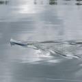 Barque pointue le 