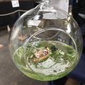 Dans une bulle