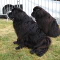 Chiens Terre Neuve