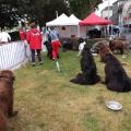 Chiens Terre Neuve