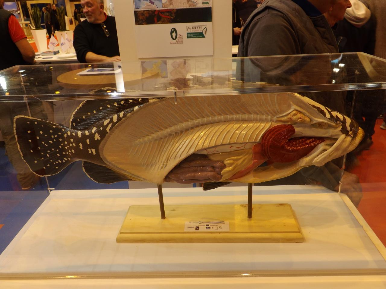 Anatomie des poissons - un Mérou
