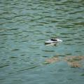 Img 3083