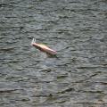 Img 7986