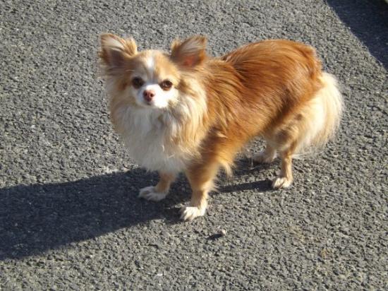 La Mascotte de la journée