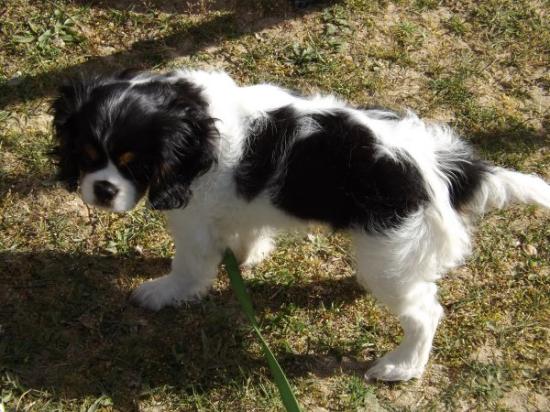 Mascotte de la journée