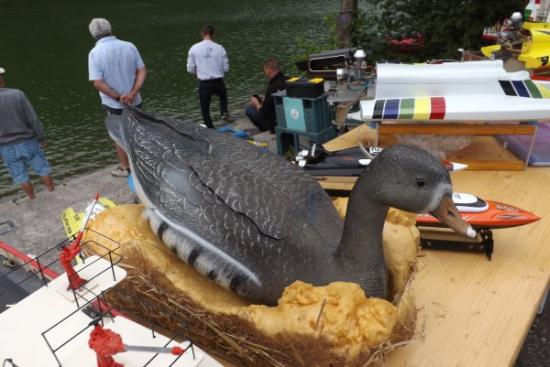 Une Oie rieuse sur son nid